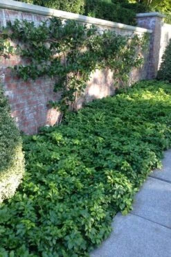 Pachysandra - Japanese Spurge - 18 Count Flat Of Pint Pots 14 Pachysandra - Japanese Spurge - 18 Count Flat Of Pint Pots -Garden Plant Shop pachysandra terminalis japanese spurge 107