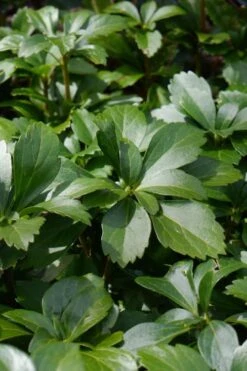 Pachysandra - Japanese Spurge - 18 Count Flat Of Pint Pots 15 Pachysandra - Japanese Spurge - 18 Count Flat Of Pint Pots -Garden Plant Shop pachysandra terminalis japanese spurge 108
