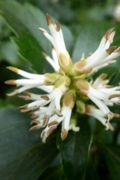 Pachysandra (Japanese Spurge) - 6 Pack Of Pint Pots 18 Pachysandra (Japanese Spurge) - 6 Pack Of Pint Pots -Garden Plant Shop pachysandra terminalis japanese spurge 109 1