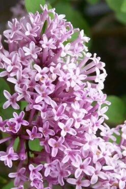 Palibin Lilac Tree (Single Trunk) - 7 Gallon Pot (5-6') 7 Palibin Lilac Tree (Single Trunk) - 7 Gallon Pot (5-6') -Garden Plant Shop palibin lilac tree 2