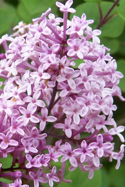 Palibin Dwarf Lilac Bush - 3 Gallon Pot 6 Palibin Dwarf Lilac Bush - 3 Gallon Pot - Image 6