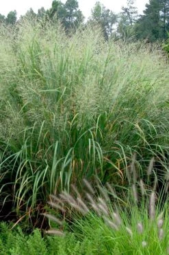 Cloud Nine Switch Grass (Panicum Virgatum) - 1 Gallon Pot -Garden Plant Shop panicum virgatum cloud nine switch grass 2 1