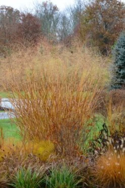 Cloud Nine Switch Grass (Panicum Virgatum) - 6 Pack Of 1 Gallon Pots -Garden Plant Shop panicum virgatum cloud nine switch grass 3