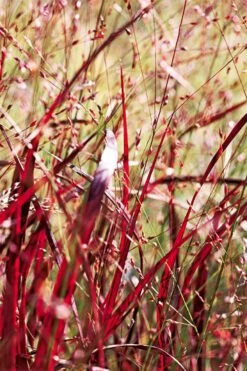 Rotstrahlbusch Red Switch Grass (Panicum Virgatum) - 8 Pack Of 1 Gallon Pots -Garden Plant Shop panicum virgatum rotstrahlbusch switch grass 12