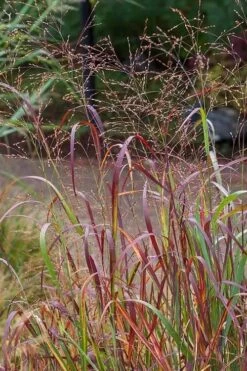 Rotstrahlbusch Red Switch Grass (Panicum Virgatum) - 8 Pack Of 1 Gallon Pots -Garden Plant Shop panicum virgatum rotstrahlbusch switch grass 7