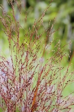 Squaw Switch Grass (Panicum Virgatum) - 1 Gallon Pot -Garden Plant Shop panicum virgatum squaw switch grass 4