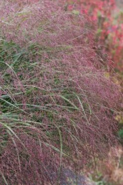 Squaw Switch Grass (Panicum Virgatum) - 1 Gallon Pot -Garden Plant Shop panicum virgatum squaw switch grass 5