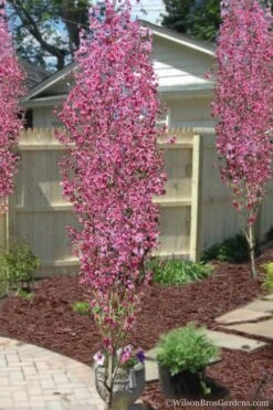 Corinthian Flowering Peach Tree - 3 Gallon Pot (4-5')