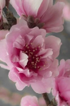 Corinthian Flowering Peach Tree - 2 Gallon Pot (3-4') -Garden Plant Shop peach corinthian 24