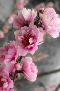 Corinthian Flowering Peach Tree - 3 Gallon Pot (4-5') -Garden Plant Shop peach corinthian 2 thumbnail 1