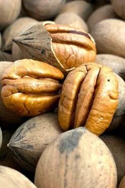 Elliot Pecan Tree - 5 Gallon Pot