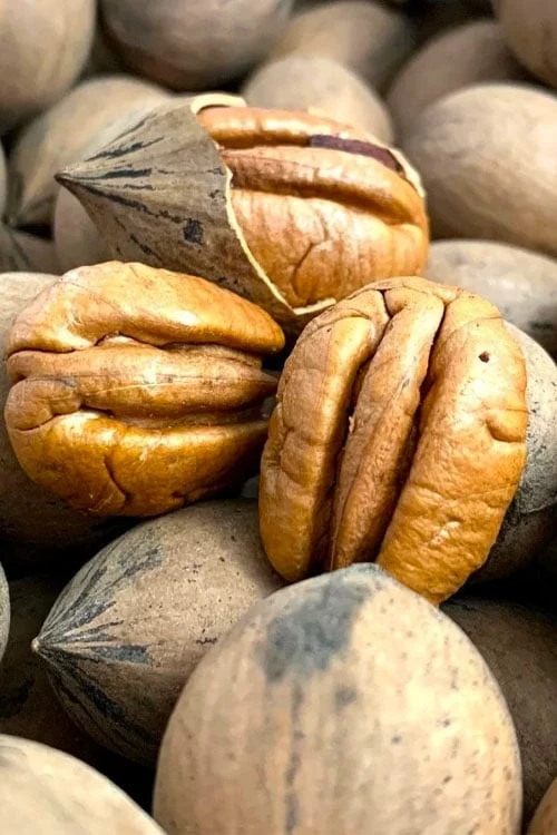 Elliot Pecan Tree - 5 Gallon Pot 1 Elliot Pecan Tree - 5 Gallon Pot