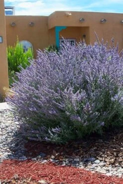 Russian Sage (Perovskia Atriplicifolia) - 1 Gallon Pot -Garden Plant Shop perovskia atriplicifolia russian sage 1