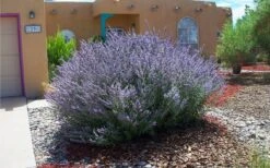 Russian Sage (Perovskia Atriplicifolia) - 1 Gallon Pot -Garden Plant Shop perovskia atriplicifolia russian sage 2