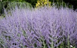 Russian Sage (Perovskia Atriplicifolia) - 1 Gallon Pot -Garden Plant Shop perovskia atriplicifolia russian sage 3