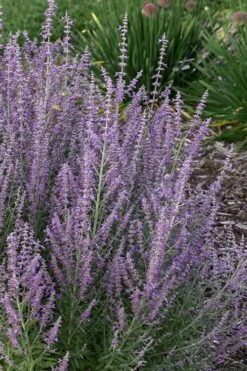 Sage Advice Russian Sage - 1 Gallon -Garden Plant Shop perovskiaatriplicifolia sage advice russian sage 2