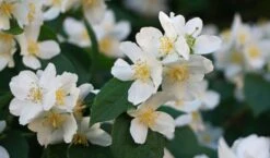 Sweet Mock Orange (Philadelphus Coronarius) - 3 Gallon Pot -Garden Plant Shop philadelphus coronarius mock orange 3