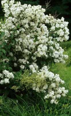 Sweet Mock Orange (Philadelphus Coronarius) - 3 Gallon Pot -Garden Plant Shop philadelphus coronarius mock orange 4