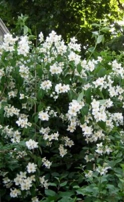 Sweet Mock Orange (Philadelphus Coronarius) - 3 Gallon Pot -Garden Plant Shop philadelphus coronarius mock orange 5