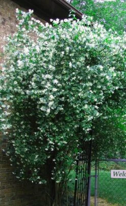 Sweet Mock Orange (Philadelphus Coronarius) - 3 Gallon Pot -Garden Plant Shop philadelphus coronarius mock orange 6