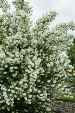 Blizzard Mock Orange (Philadelphus) - 5 Gallon Pot -Garden Plant Shop philadelphus lewisii blizzard mock orange 2