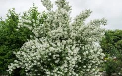 Blizzard Mock Orange (Philadelphus) - 5 Gallon Pot -Garden Plant Shop philadelphus lewisii blizzard mock orange 3