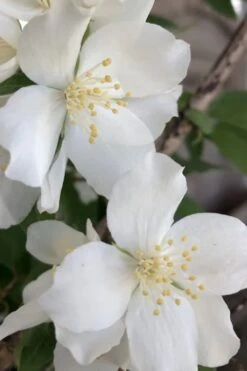 Blizzard Mock Orange (Philadelphus) - 5 Gallon Pot -Garden Plant Shop philadelphus lewisii blizzard mock orange 5