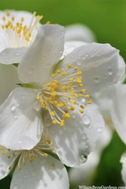 Blizzard Mock Orange (Philadelphus) - 5 Gallon Pot -Garden Plant Shop philadelphus lewisii blizzard mock orange 6