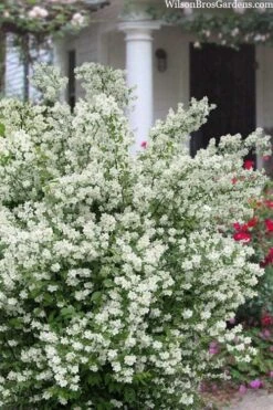 Blizzard Mock Orange (Philadelphus) - 5 Gallon Pot