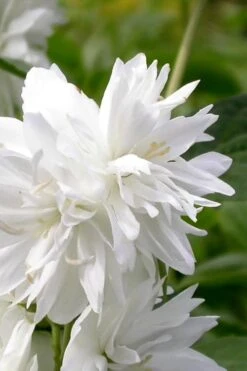 Minnesota Snowflake Mock Orange (Philadelphus) - 1 Gallon Pot -Garden Plant Shop philadelphus minnesota snowflake mock orange 3