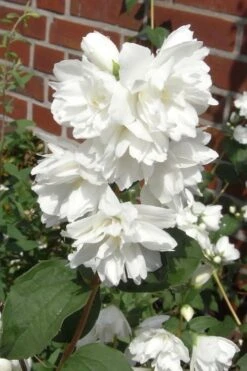 Minnesota Snowflake Mock Orange (Philadelphus) - 1 Gallon Pot -Garden Plant Shop philadelphus minnesota snowflake mock orange 4