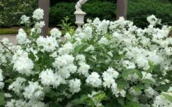 Minnesota Snowflake Mock Orange (Philadelphus) - 1 Gallon Pot -Garden Plant Shop philadelphus minnesota snowflake mock orange 5