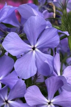 Blue Moon Woodland Phlox - 1 Gallon Pot -Garden Plant Shop phlox divaricata blue moon woodland phlox 3