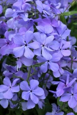 Blue Moon Woodland Phlox - 1 Gallon Pot -Garden Plant Shop phlox divaricata blue moon woodland phlox 4