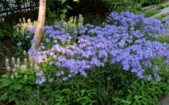 Blue Moon Woodland Phlox - 1 Gallon Pot -Garden Plant Shop phlox divaricata blue moon woodland phlox 7