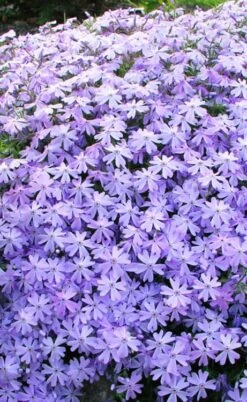 Blue Creeping Phlox - 1 Gallon Pot 9 Blue Creeping Phlox - 1 Gallon Pot -Garden Plant Shop phlox subulata blue creeping 1