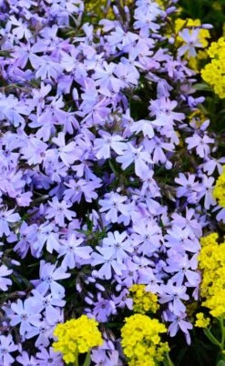 Blue Creeping Phlox - 6 Pack Of 1 Gallon Pots 11 Blue Creeping Phlox - 6 Pack Of 1 Gallon Pots -Garden Plant Shop phlox subulata blue creeping 2 2
