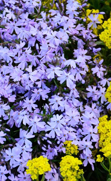 Blue Creeping Phlox - 6 Pack Of 1 Gallon Pots 6 Blue Creeping Phlox - 6 Pack Of 1 Gallon Pots - Image 6