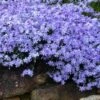 Blue Creeping Phlox - 1 Gallon Pot