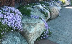 Blue Creeping Phlox - 1 Gallon Pot 10 Blue Creeping Phlox - 1 Gallon Pot -Garden Plant Shop phlox subulata blue creeping 4