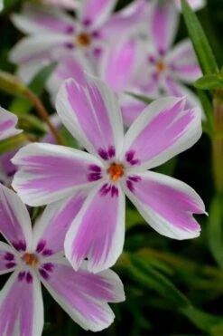 Candy Stripe Creeping Phlox - 5 Pack Of Pint Pots -Garden Plant Shop phlox subulata candy stripe creeping 21 2
