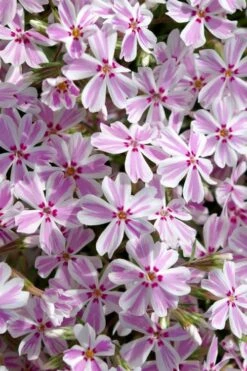 Candy Stripe Creeping Phlox - 1 Gallon Pot -Garden Plant Shop phlox subulata candy stripe creeping 25 1