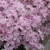 Candy Stripe Creeping Phlox - 1 Gallon Pot
