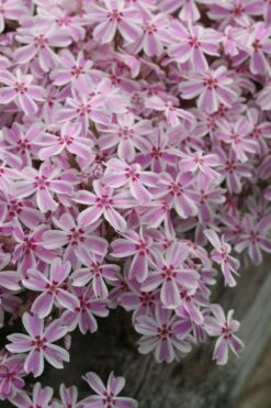 Candy Stripe Creeping Phlox - 5 Pack Of Quart Pots -Garden Plant Shop phlox subulata candy stripe creeping 27
