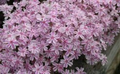 Candy Stripe Creeping Phlox - 5 Pack Of Pint Pots -Garden Plant Shop phlox subulata candy stripe creeping 29 2