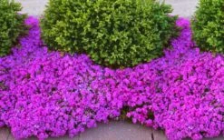 Drummond's Pink Creeping Phlox - 6 Pack Of 1 Gallon Pots 8 Drummond's Pink Creeping Phlox - 6 Pack Of 1 Gallon Pots -Garden Plant Shop phlox subulata drummonds pink creeping 1