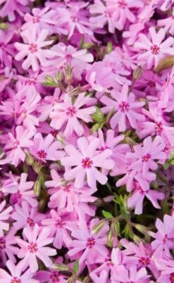 Pink Creeping Phlox - 1 Gallon Pot 8 Pink Creeping Phlox - 1 Gallon Pot -Garden Plant Shop phlox subulata pink creeping 1 1