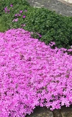 Pink Creeping Phlox - 6 Pack Of 1 Gallon Pots 9 Pink Creeping Phlox - 6 Pack Of 1 Gallon Pots -Garden Plant Shop phlox subulata pink creeping 2