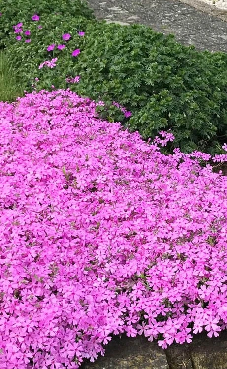 Pink Creeping Phlox - 6 Pack Of 1 Gallon Pots 5 Pink Creeping Phlox - 6 Pack Of 1 Gallon Pots - Image 5