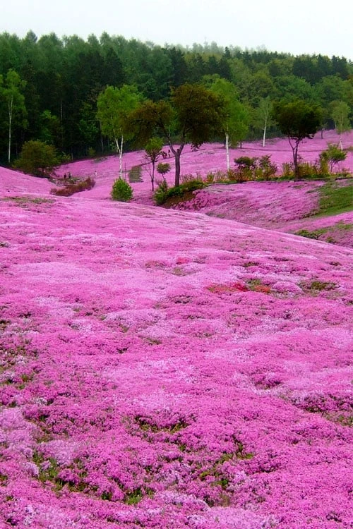 Pink Creeping Phlox - 6 Pack Of Pint Pots 5 Pink Creeping Phlox - 6 Pack Of Pint Pots - Image 5